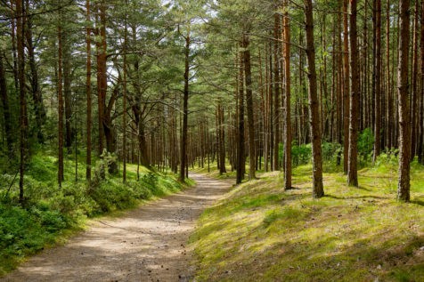 Pūšynas Dzūkijoje. bigstockphoto.com nuotr.
